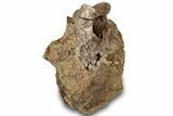 Hadrosaur (Edmontosaurus) Anterior Caudal Vertebra - Wyoming #316930-3